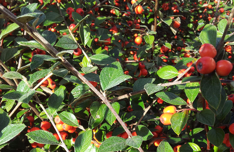 Le cotoneaster franchetii, le couvert à gibier méconnu : photo 3