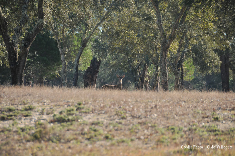 Portugal, premiers cerfs pour Philippe : photo 7