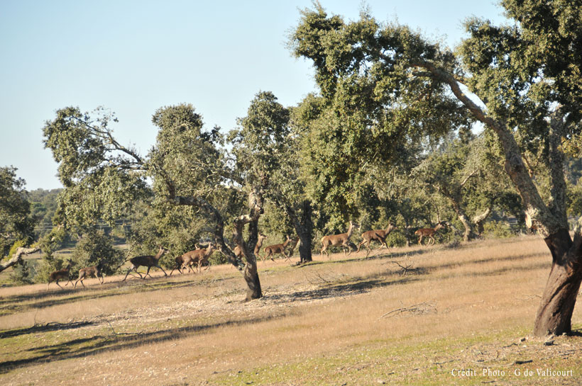 Portugal, premiers cerfs pour Philippe : photo 9