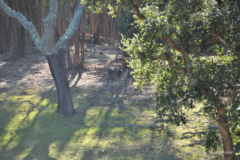 Portugal, premiers cerfs pour Philippe : photo 11