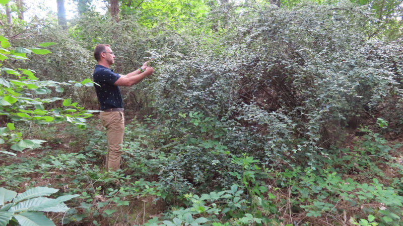 Le cotoneaster franchetii, le couvert à gibier méconnu : photo 1