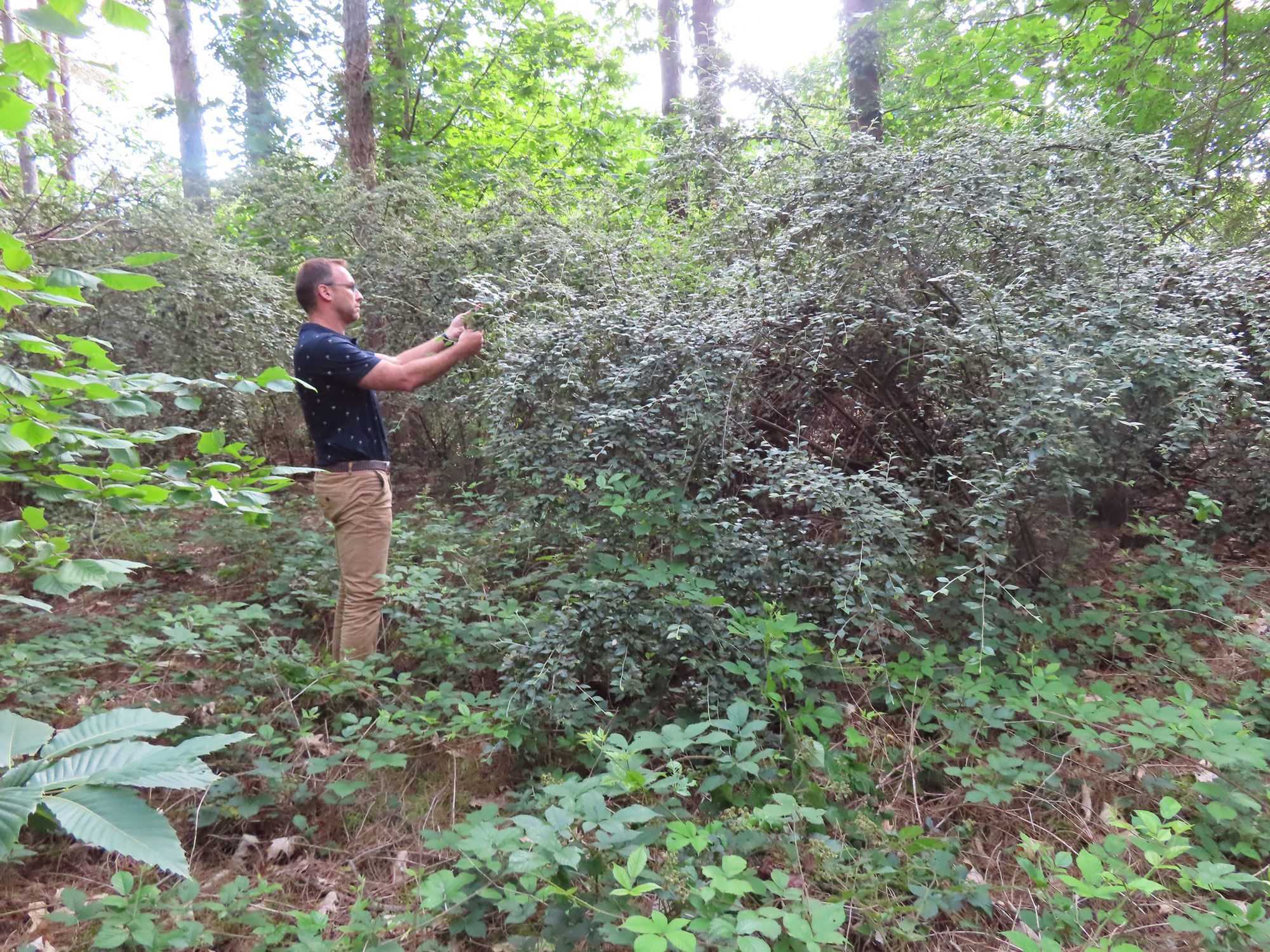 Le cotoneaster franchetii, le couvert à gibier méconnu