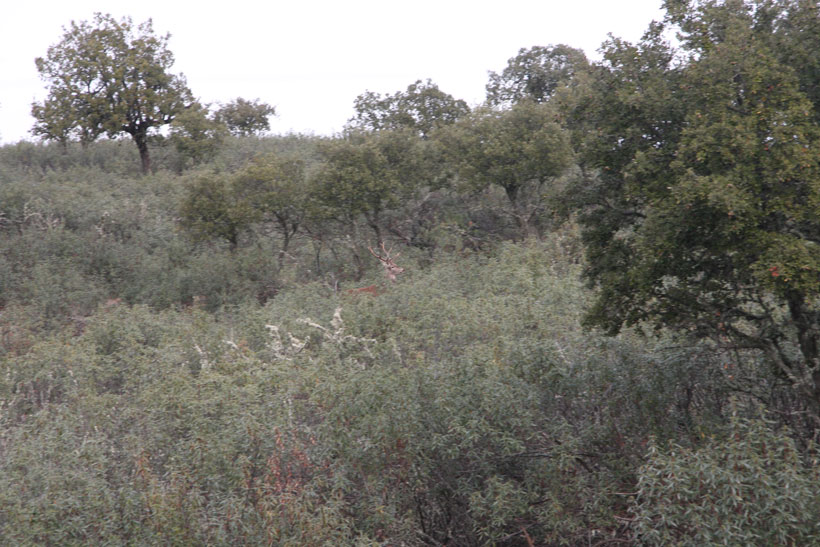 Portugal, premiers cerfs pour Philippe : photo 8