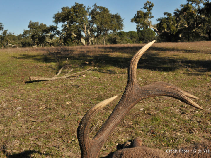 Portugal, premiers cerfs pour Philippe : photo 1