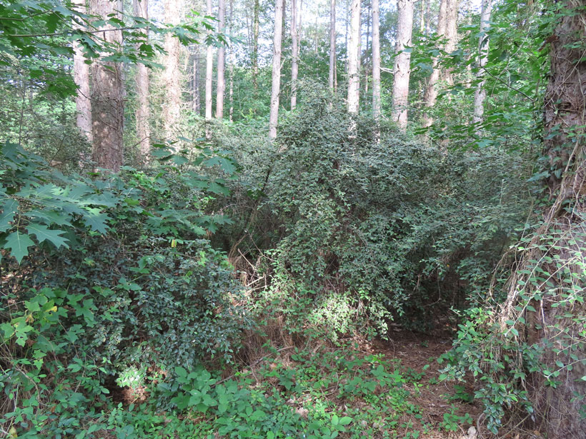 Le cotoneaster franchetii, le couvert à gibier méconnu : photo 5