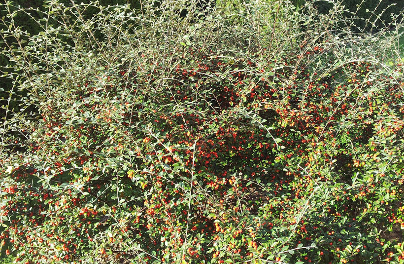 Le cotoneaster franchetii, le couvert à gibier méconnu : photo 2