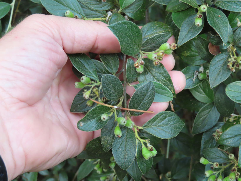 Le cotoneaster franchetii, le couvert à gibier méconnu : photo 10