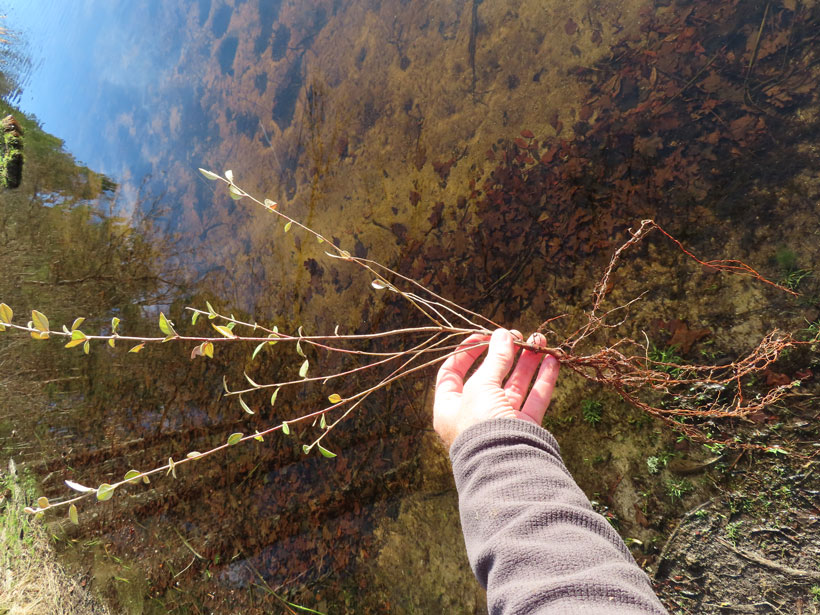 Le cotoneaster franchetii, le couvert à gibier méconnu : photo 7