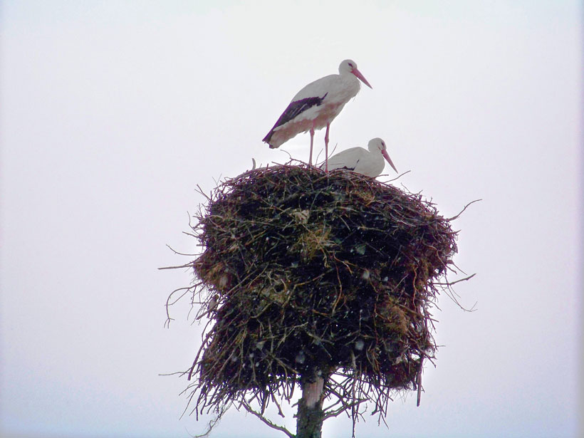 Portugal, premiers cerfs pour Philippe : photo 4