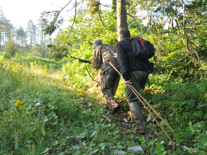 Le sentier de pirsch, anticipation impérative : photo 1