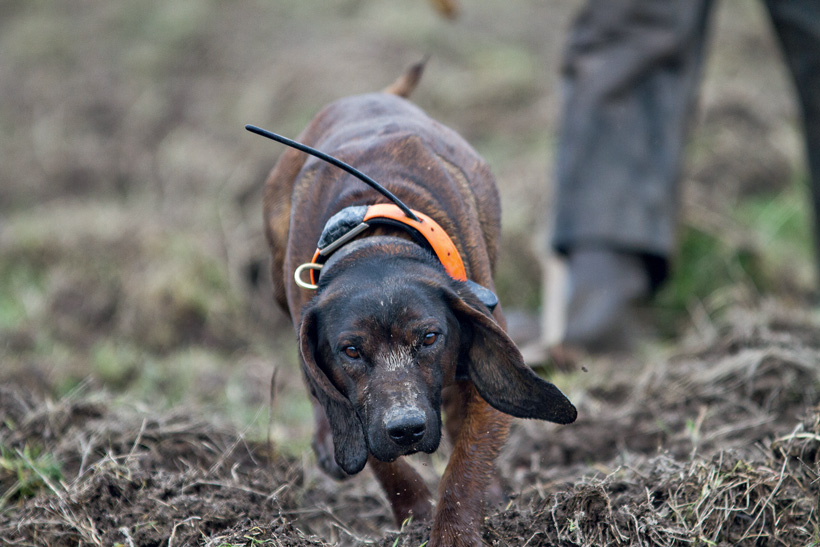 Les chiens de rouge : photo 6