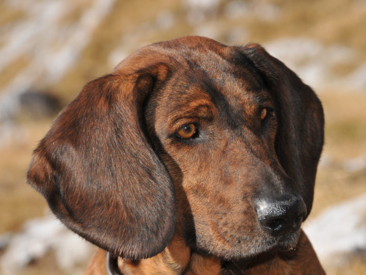 Les chiens de rouge : photo 1