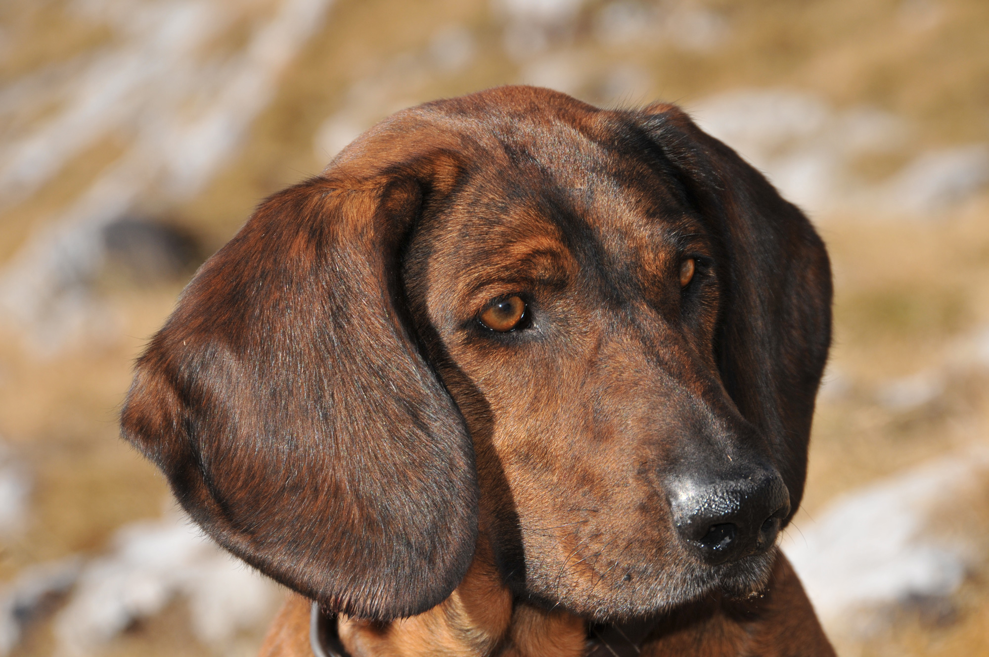 Les chiens de rouge