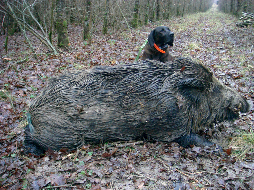 Les chiens de rouge : photo 5