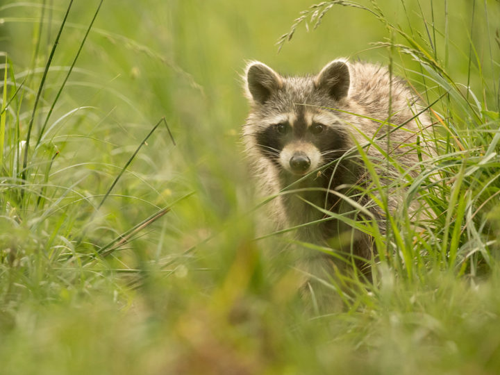 Raton laveur, mignon l’envahisseur : photo 1