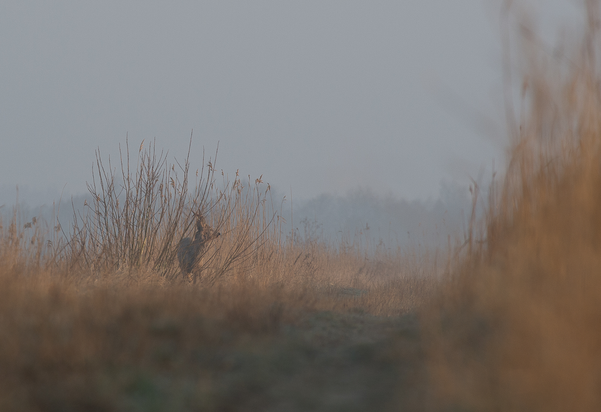 Chasse du castor, tirs de barrage : photo 17