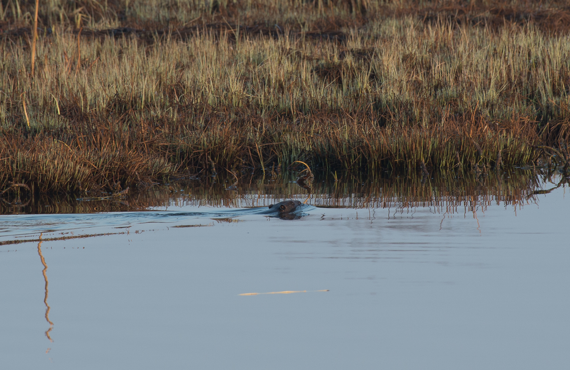 Chasse du castor, tirs de barrage : photo 12