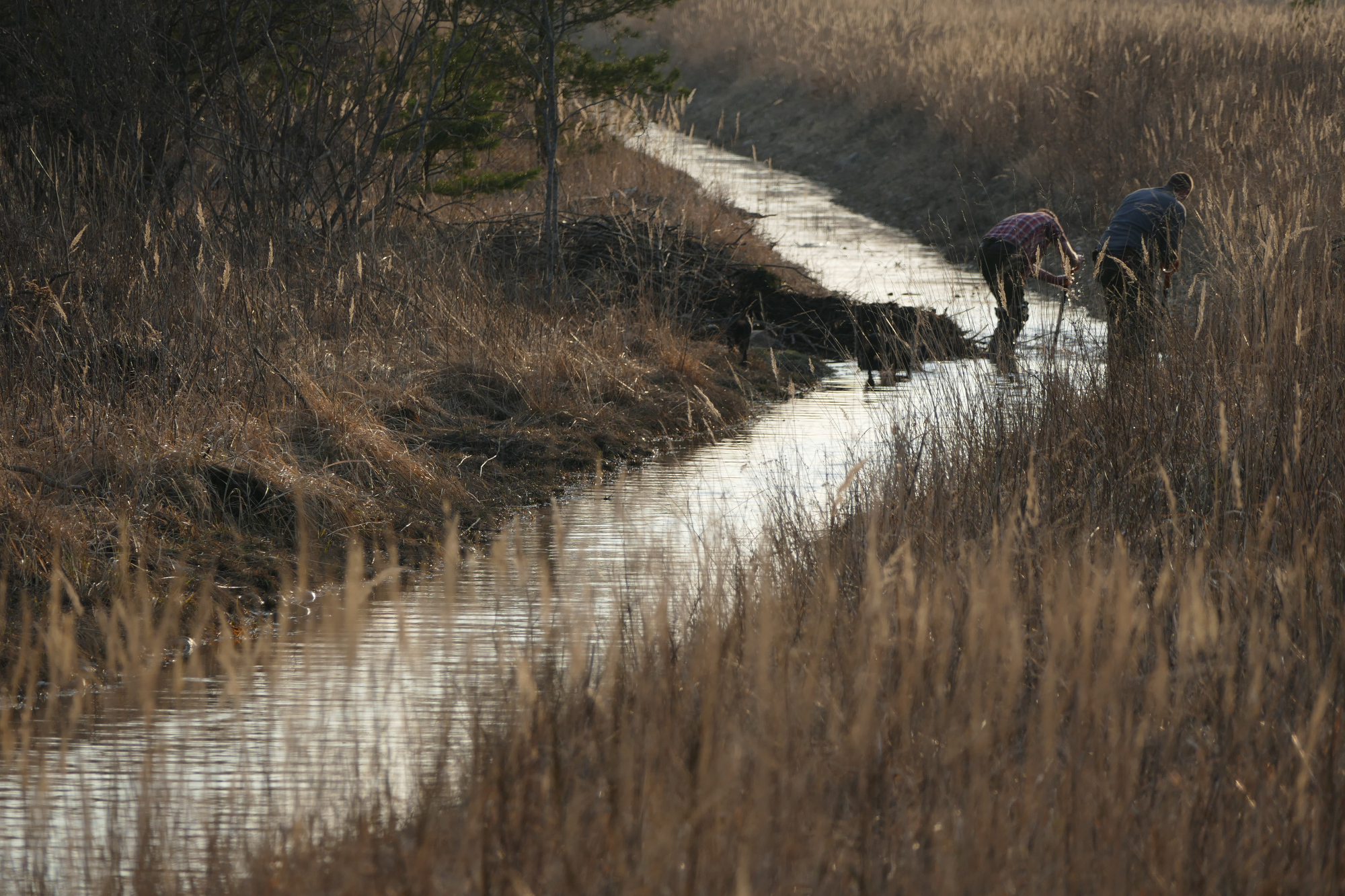 Chasse du castor, tirs de barrage : photo 2