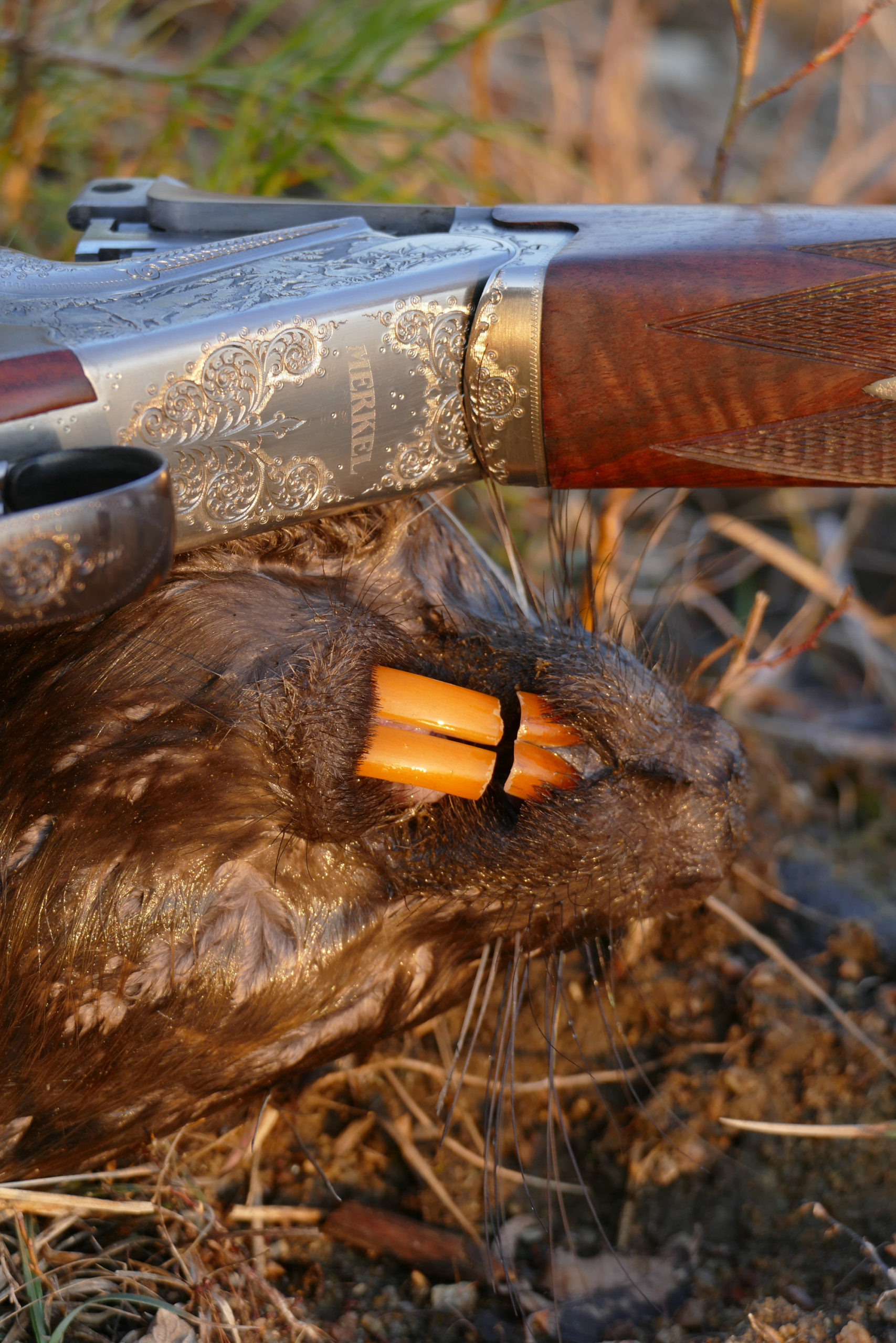 Chasse du castor, tirs de barrage : photo 10