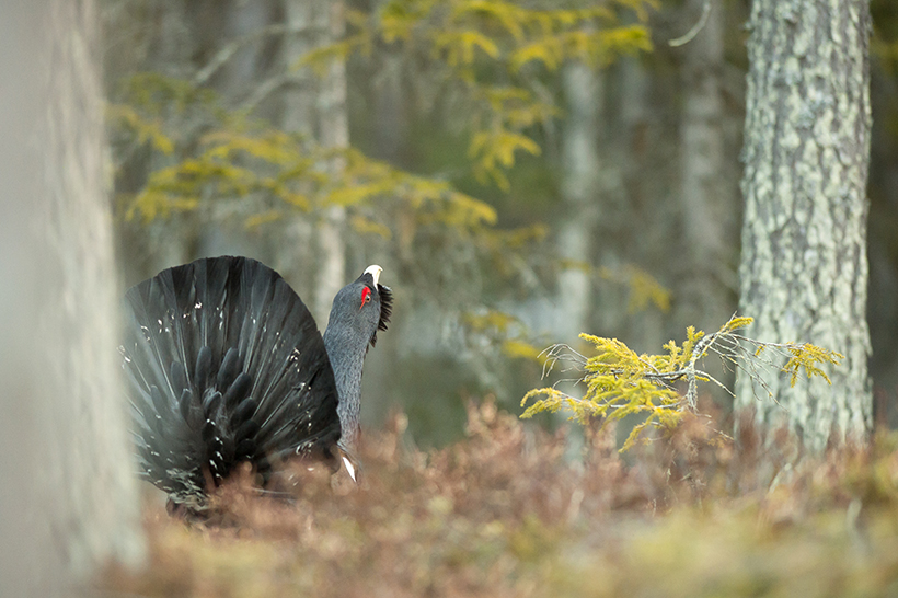 Le chant du cygne du grand tétras : photo 2