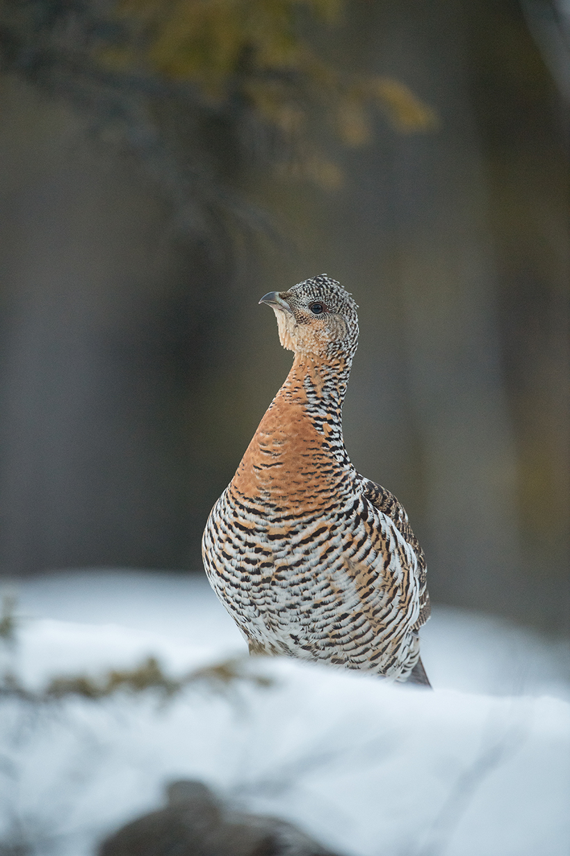 Le chant du cygne du grand tétras : photo 5