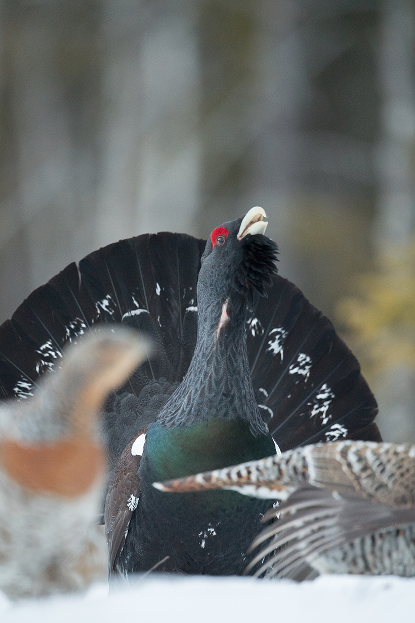 Le chant du cygne du grand tétras : photo 7