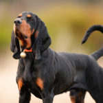 Le coonhound black & tan, du raton laveur à la bête noire : photo 1