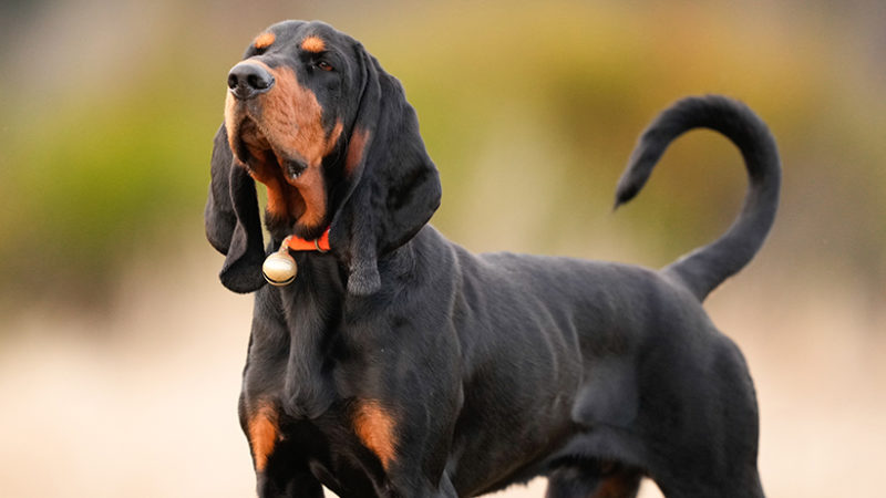 Le coonhound black & tan, du raton laveur à la bête noire : photo 1