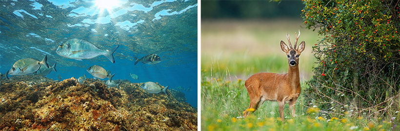 Chasse sous-marine versus chasse à tir : photo 5