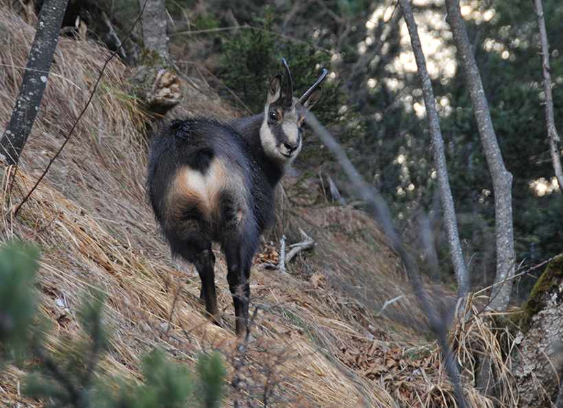 Quelles sont les espèces chassables en France : photo 12