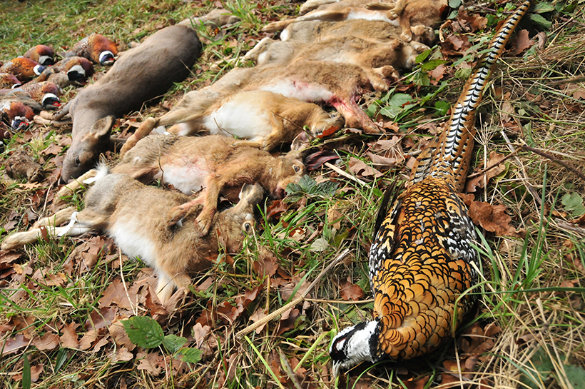 Quelles sont les espèces chassables en France : photo 2