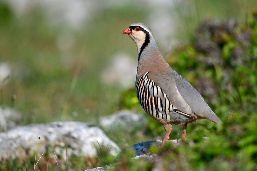 Quelles sont les espèces chassables en France : photo 7