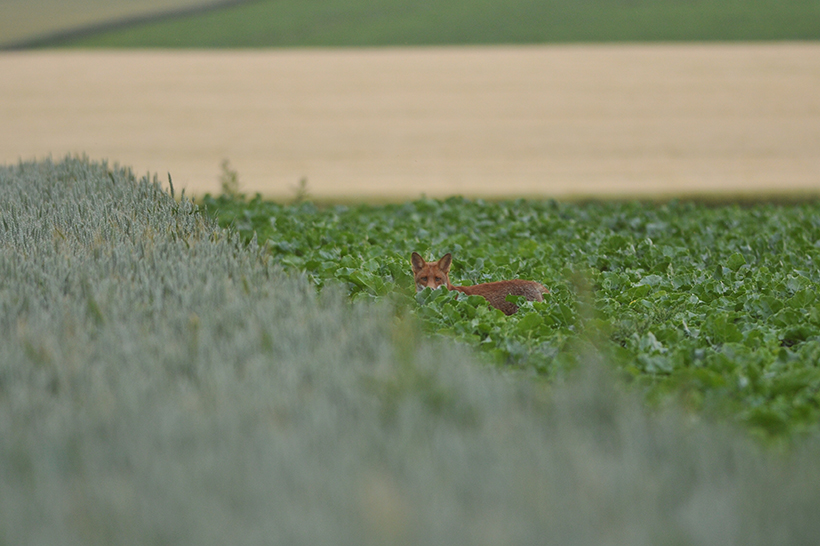 Quelles sont les espèces chassables en France : photo 8