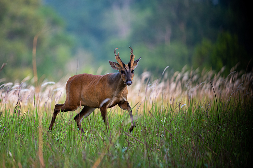 Quelles sont les espèces chassables en France : photo 9