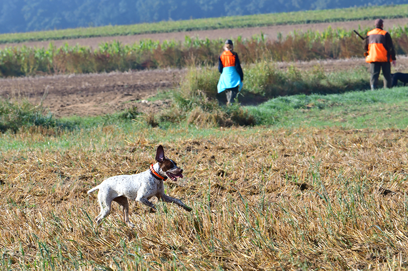 L'électronique au service du chien et du chasseur : photo 6