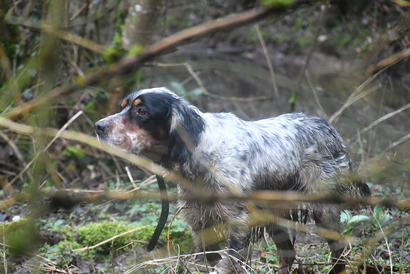 L'électronique au service du chien et du chasseur : photo 8