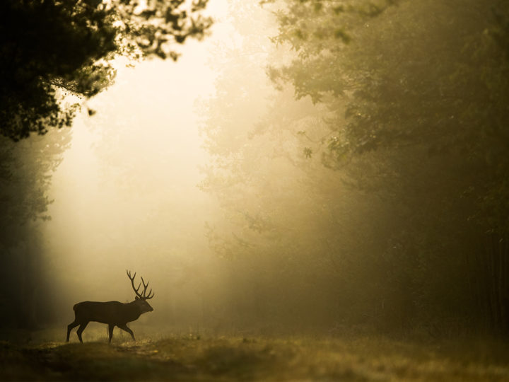 Cerf-moi fort : photo 1