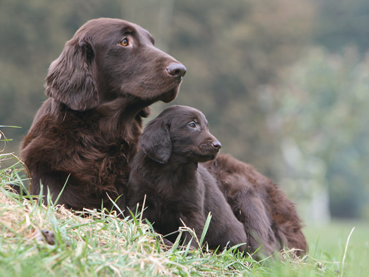 Choisir un chien adulte ou un chiot : photo 1