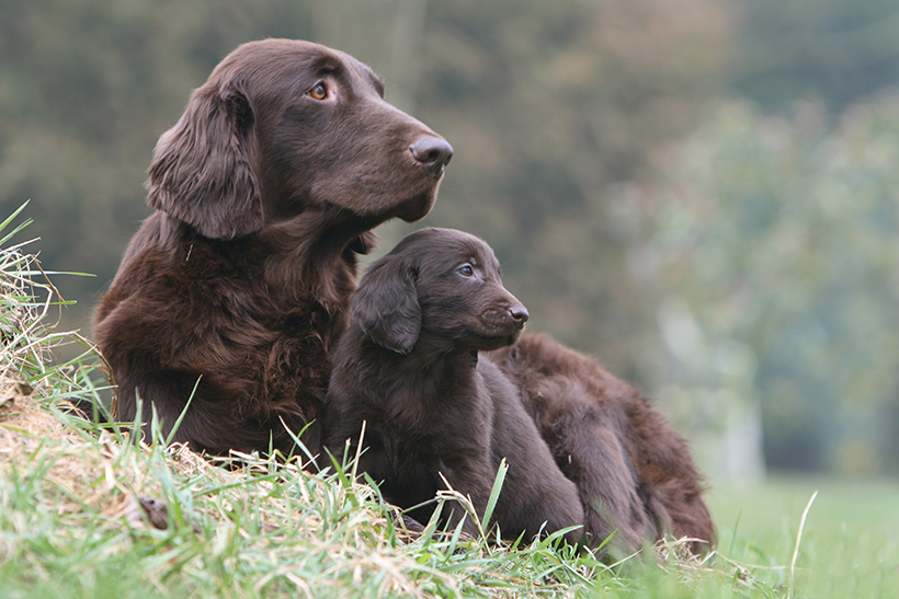 Choisir un chien adulte ou un chiot ?