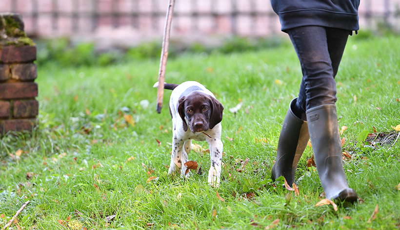 Choisir un chien adulte ou un chiot : photo 3