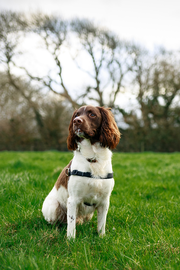 Choisir un chien adulte ou un chiot : photo 6