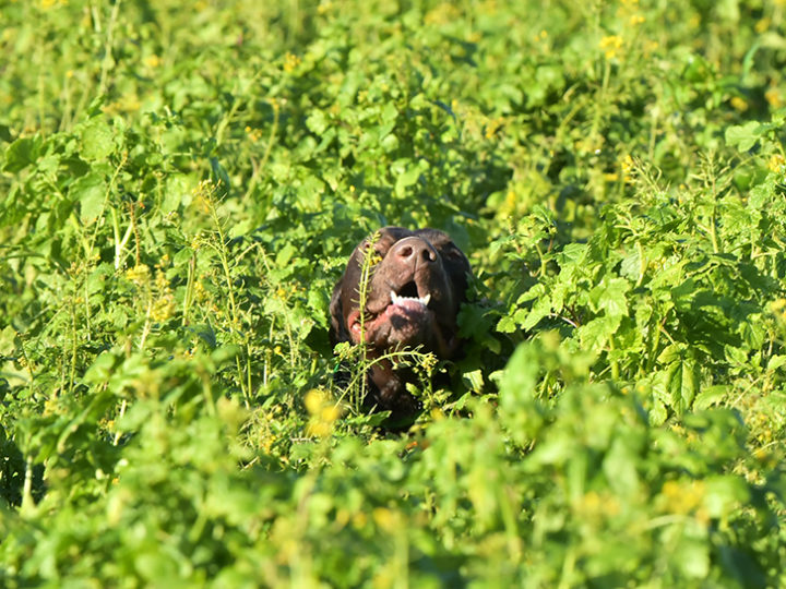 La puissance du nez du chien d’arrêt : photo 1