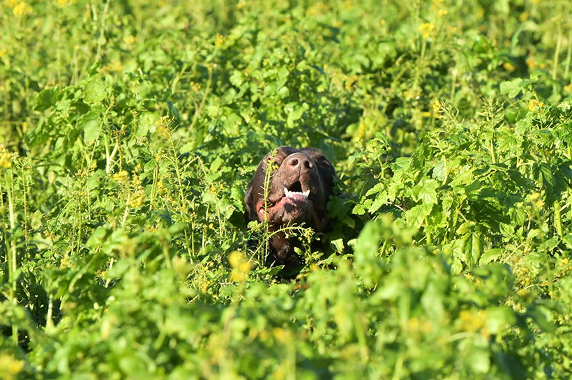 La puissance du nez du chien d’arrêt