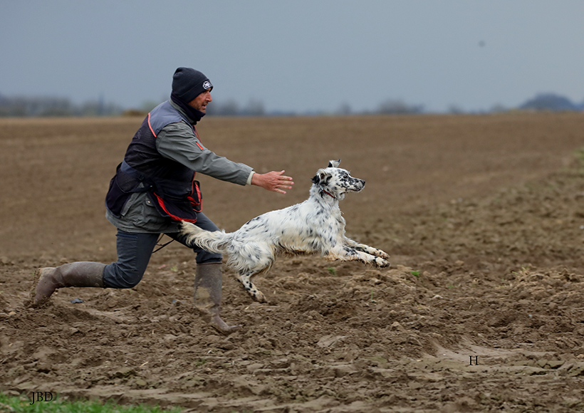 La puissance du nez du chien d’arrêt : photo 3