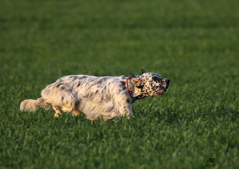 La puissance du nez du chien d’arrêt : photo 4