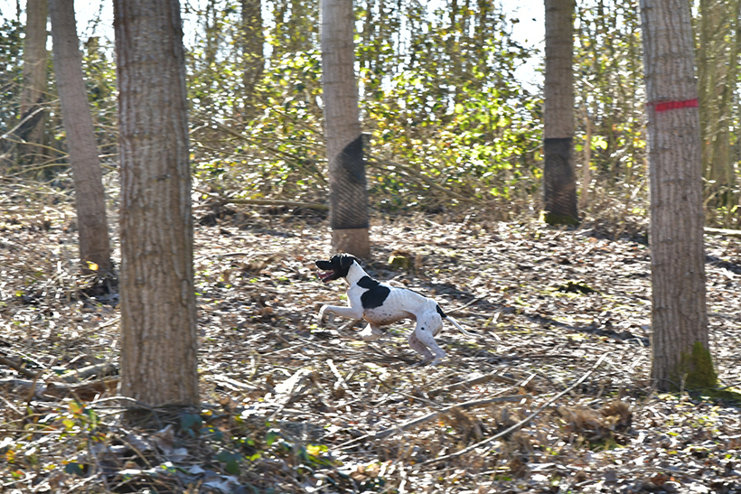 La puissance du nez du chien d’arrêt : photo 5