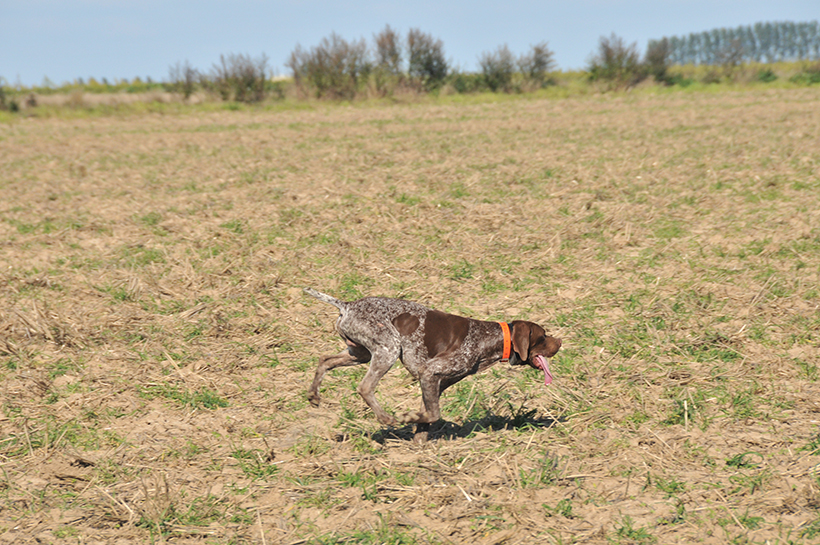 La puissance du nez du chien d’arrêt : photo 8