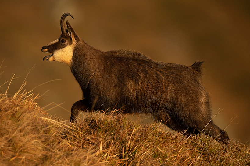 Chamois : rut au sommet