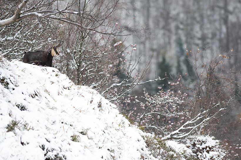 Chamois, rut au sommet : photo 3