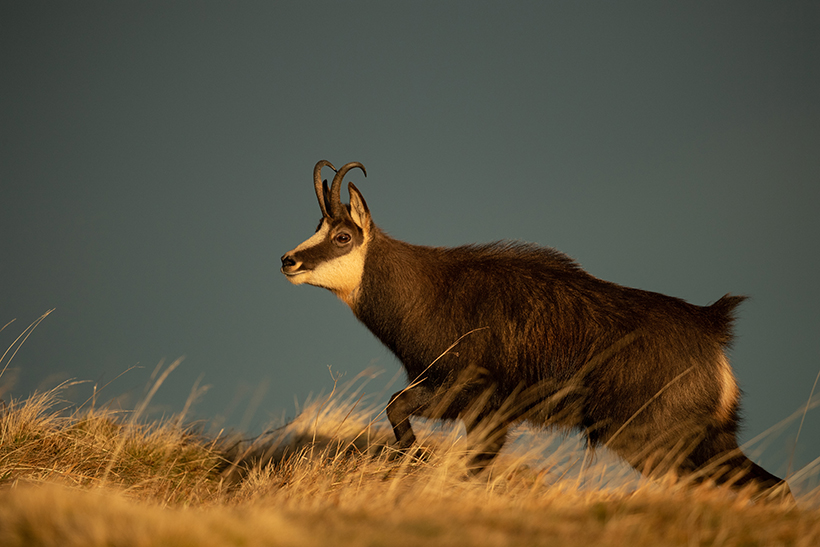 Chamois, rut au sommet : photo 5